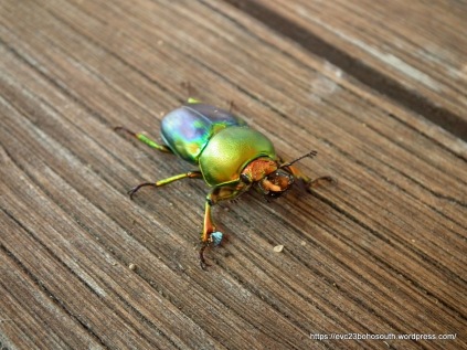Golden Stag Beetle (Lamprina aurata)