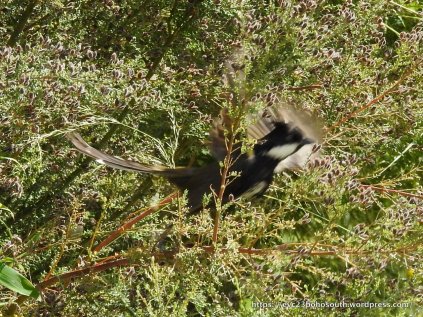 A blur of wings, but unmistakable - an Eastern Whipbird.